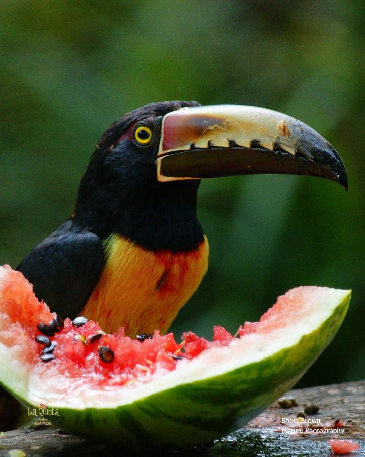 La Quinta Sarapiqui Lodge 外观 照片